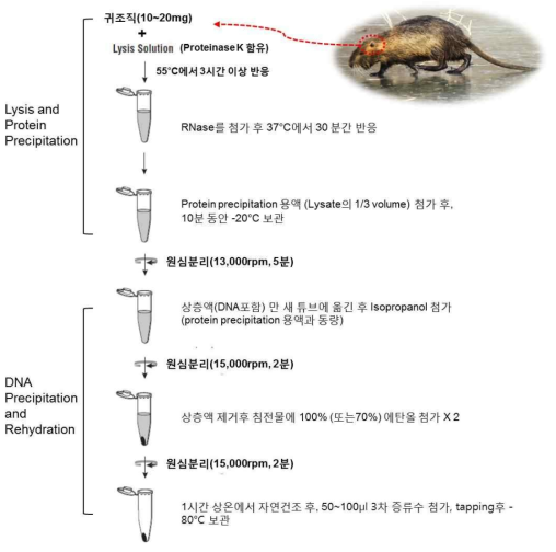 영남권의 다양한 지역에서 수집된 뉴트리아 귀 조직에서 genomic DNA 분리 과정