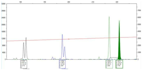 PCR 산물의 ABI3130 Genetic analyzer에 의한 유전자형 peak 분석의 예시