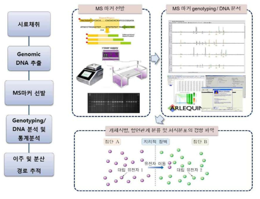 Microsatellite 유전자 분석 과정의 work-flow