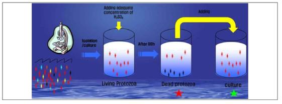 황산농도에 따른 원생동물의 치사율과 회복율을 구하기 위한 실험설계