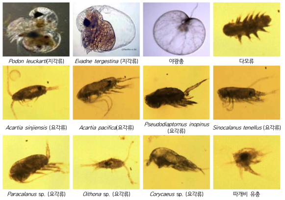 새만금호 내 주요 출현 해수성 동물플랑크톤
