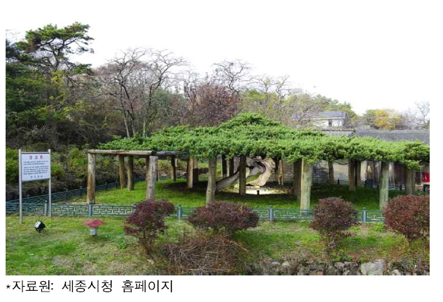 천연기념물 연기 봉산동 향나무