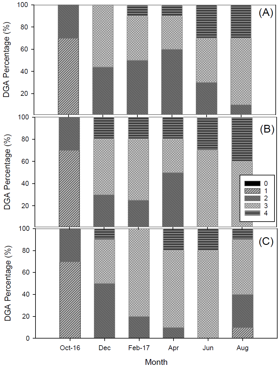 수평망식 다단양성에 따른 양식굴의 소화맹낭 위축도지수 비교 (A: 1단, B: 2단, C: 4단)