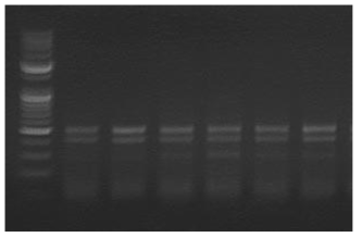 PNA-clamping PCR 결과