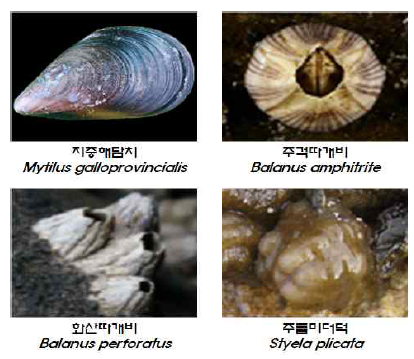 국내에 서식하는 지중해담치, 주걱따개비, 화산따개비 주름미더덕의 형태
