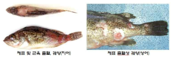 조피볼락 치어와 성어에 나타나는 비브리오병 증상