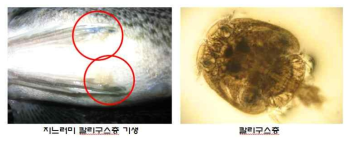 조피볼락 칼리구스충 증상 및 원인생물