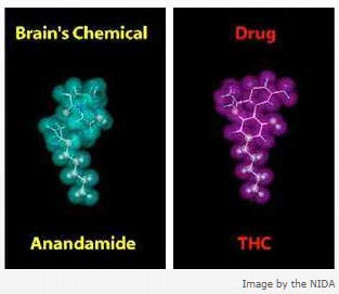 뇌의 화학물질 아난다미드와 THC