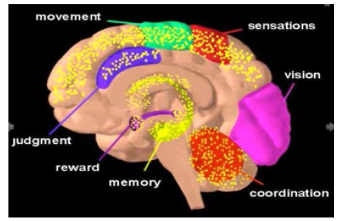 대마가 작용하는 뇌의 부위(Image by NIDA)
