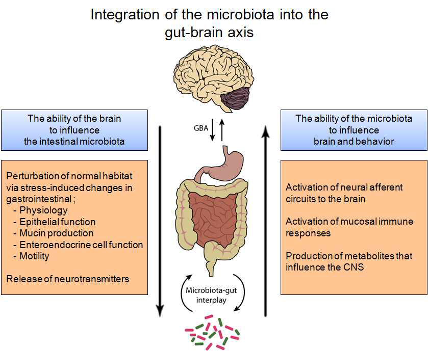 Gut-microbiota-brain bidirectional communication