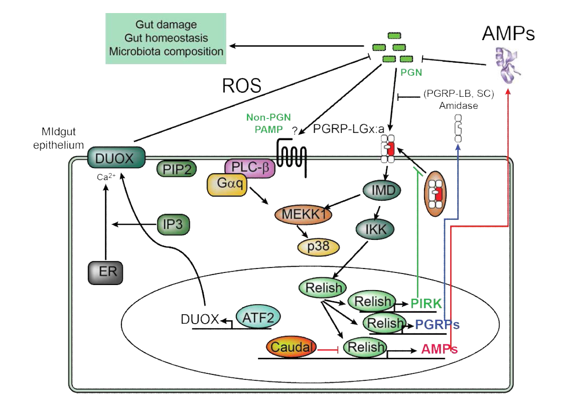 초파리 장내상피세포에서의 면역반응 모식도 (Charroux B, Royet J, 2012)