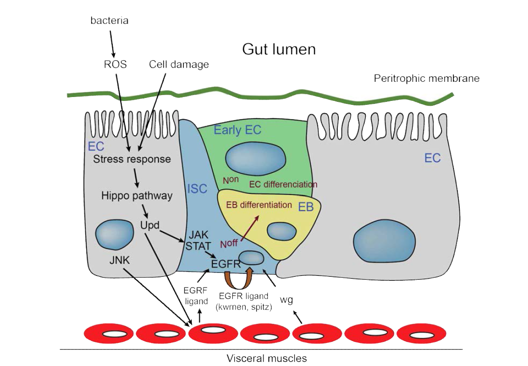 초파리 Gut 구조 및 명칭과 ROS에 의한 intestinal stem cell 분화 모식도 (Charroux B, Royet J, 2012)