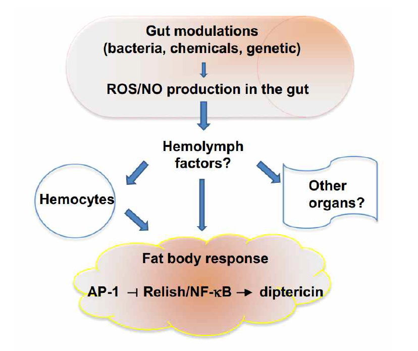 Organ-to-Organ Communication after Intestinal Infection (Amcheslavsky A, Ip YT 2012)