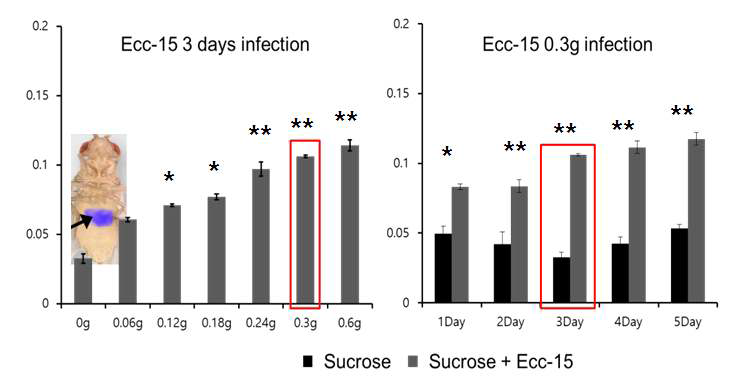 Ecc-15 감염된 초파리의 섭식 양의 증가와 그에 관한 조건 검색 실험