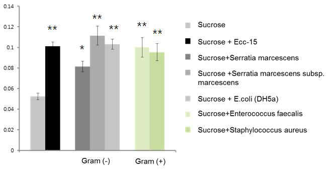 대표적인 Gram negative & positive bacteria 처리시 섭식량 변화 양상