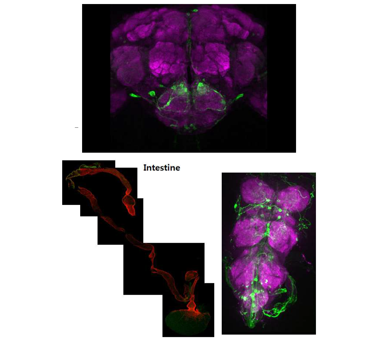 Brain, VNC (Ventral Nerve Cord), 장에서의 세로토닌성 신경세포 분포 ((nc82,a-GFP)
