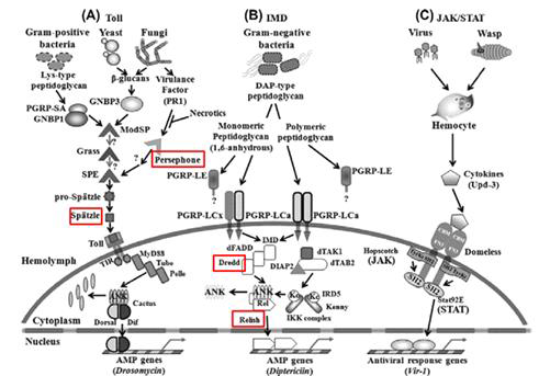 초파리에서의 Innate immunity pathway