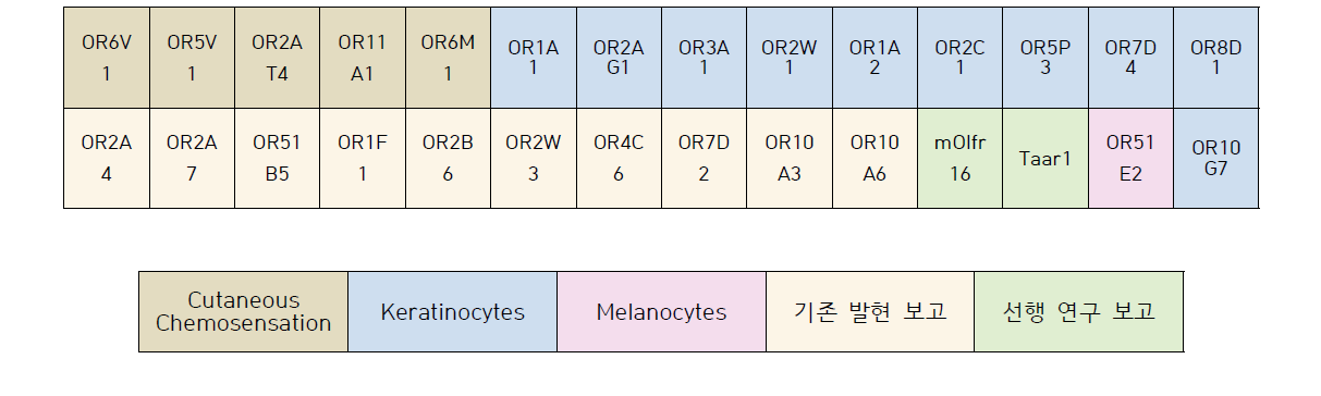 (위) 선정된 후각수용체 list (아래) 아래표의 색으로 나타낸 후각수용체 세포의 발현 tissue