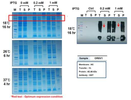 Rosetta DE3 pLySs를 이용한 OR6V1의 발현 확인