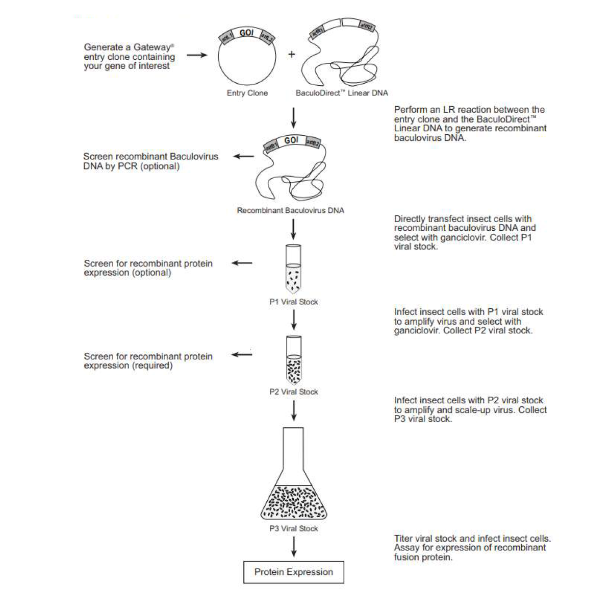 사용한 invitrogen 사의 BaculoDirect™ Baculovirus expression system 모식도