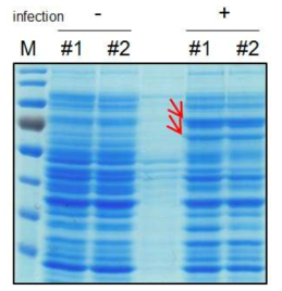 Baculovirus expression system을 통한 후각수용체 발현