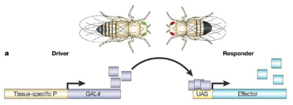 초파리에서 사용되는 binary expression system 도식도; Nature Reviews Genetics volume 4, pages 225–232 (2003)