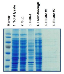 TG 초파리로부터의 단백질 발현 및 초기 정제 시도