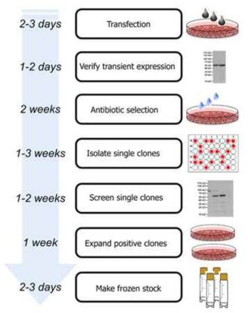 stable cell line 구축 방법