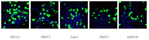 GST antibody를 이용한 IHC 후 stable cell line 확인