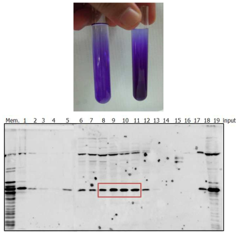 sucrose gradient 생성 확인 (위) GST antibody를 이용한 재조합 후각수용체의 follow up (아래)