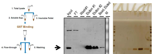 GST-one step 정제 모식도(좌), GST antibody를 이용한 WB 결과 (중) 재조합 후각수용체 정제 확인, silver-staining (우)