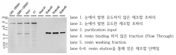 glutathione sepharose를 이용한 후각수용체 정제