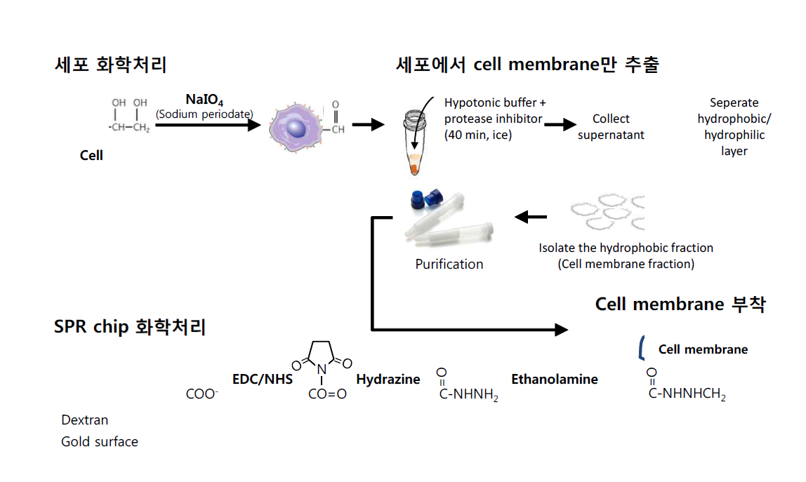 Cell membrane 추출 및 SPR 화학처리 scheme
