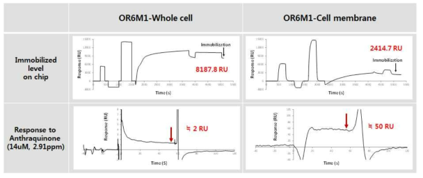 OR6M1의 Anthraquinone에 대한 반응. Whole cell을 이용한 경우와 cell membrane만을 이용한 경우 비교