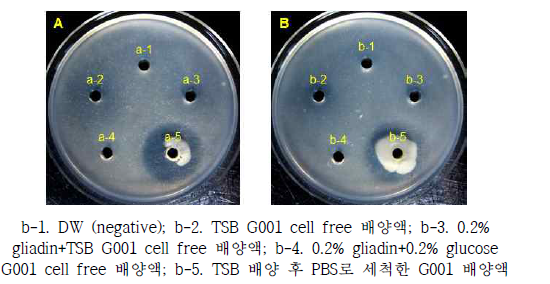 Degradation of gluten(A) and gliadin(B)