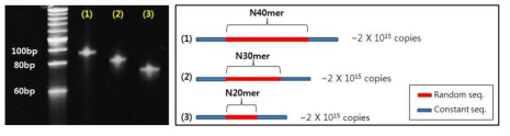 ssDNA library 6×1015 copy 확보