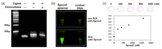 (a) circular DNA template 제작결과, (b) 피프로닐과 앱타머의 선택적 결합에 의한 RCA 반응산물의 형광염색 결과, (c) 피프로닐 농도에 따른 페이퍼 비색신호 결과