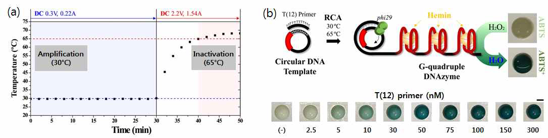 (a) 펠티어 온도조절 모듈의 온도 시뮬레이션 결과, (b) primer 농도에 따른 DNAzyme 기반 발색 정도의 증가