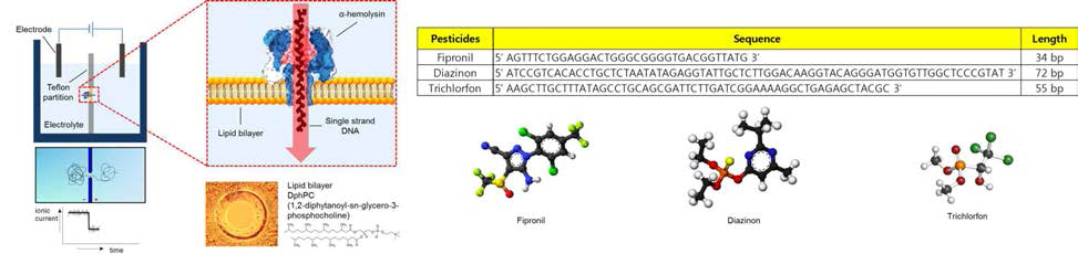 나노포어 측정 set-up 및 잔류농약 성분 특이적 핵산분자 3종 염기서열