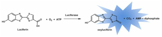 루시퍼레이즈 효소의 활성 반응 모식도