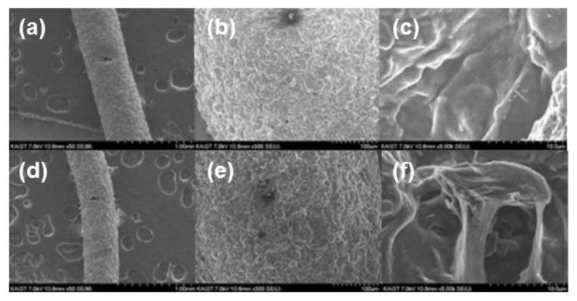 음극 섬유의 SEM 이미지 ((a), (b), (c) 는 C50B70R10M10, (d), (e), (f)는 C50B70R25M10)