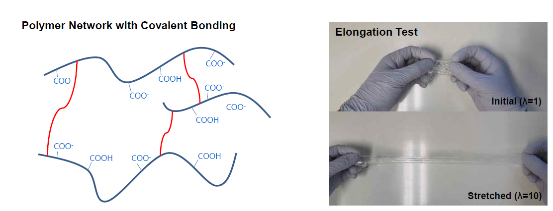 Covalent crosslinking이 도입된 hydrogel 내 polymer network 도식도(좌) 및 유연 hydrogel의 elongation test (우)