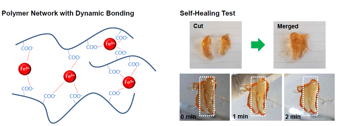 Dynamic crosslinking이 도입된 hydrogel 내 polymer network 도식도(좌) 및 유연 hydrogel의 self-healing test (우)
