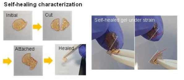 Self-healing hydrogel 샘플 절단-회복을 통한 self-healing 특성 확인