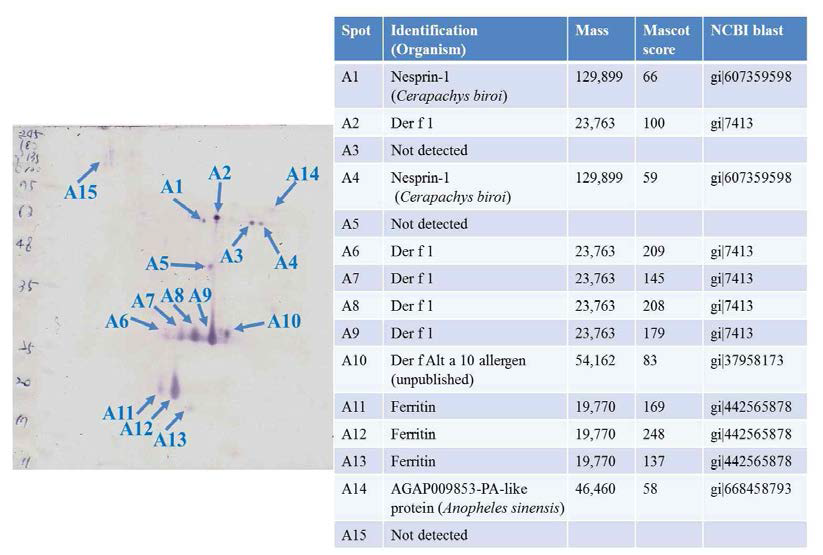 아토피피부염을 동반한 호흡기 알레르기 그룹의 2D-Western blot 이미지와 동정된 단백질
