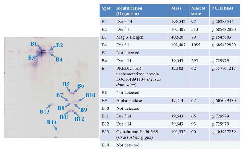 아토피피부염 단독 그룹의 2D-Western blot 이미지와 동정된 단백질