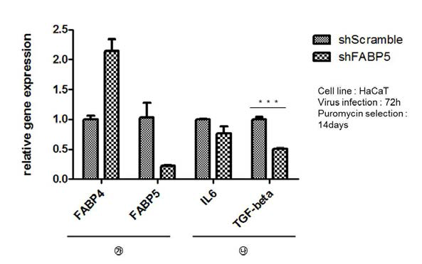 Human keratinocyte 세포주인 HaCaT에 shRNA knockdown 기술을 활용하여 목표 유전자의 발현 억제 확인 및 Th-17분화에 영향을 미치는 주요 사이토카인을 본 qRT-PCR 데이터(*** : p<0.001)