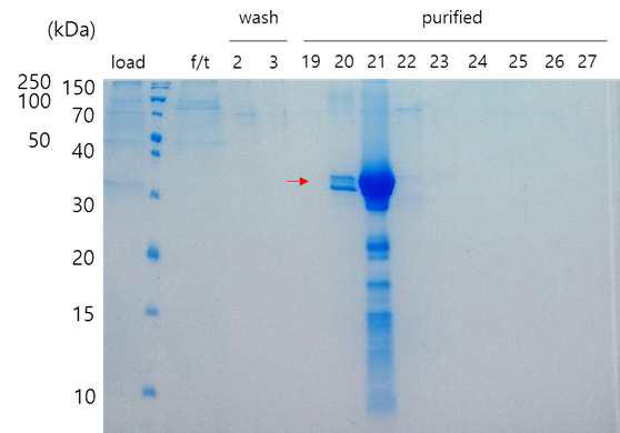 rDer f 1 단백질의 정제 SDS-PAGE 결과