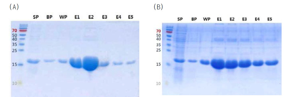 참나무 재조합 알레르겐 생산. Ni-affinity chromatography로 정제한 재조합 신갈나무 주요 알레르겐 Que m 1 (A)와 Que a 1 (B)의 전기영동 분석. SP, total protein extract from E. coli culture; BP, pass through fraction; WP, washed fraction; E1~E5, eluted fractions