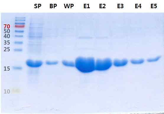 자작나무 재조합 알레르겐 생산. Ni-affinity chromatography로 정제한 재조합 신갈나무 주요 알레르겐 Bet v 1.0115의 전기영동 분석. SP, total protein extract from E. coli culture; BP, pass through fraction; WP, washed fraction; E1~E5, eluted fractions